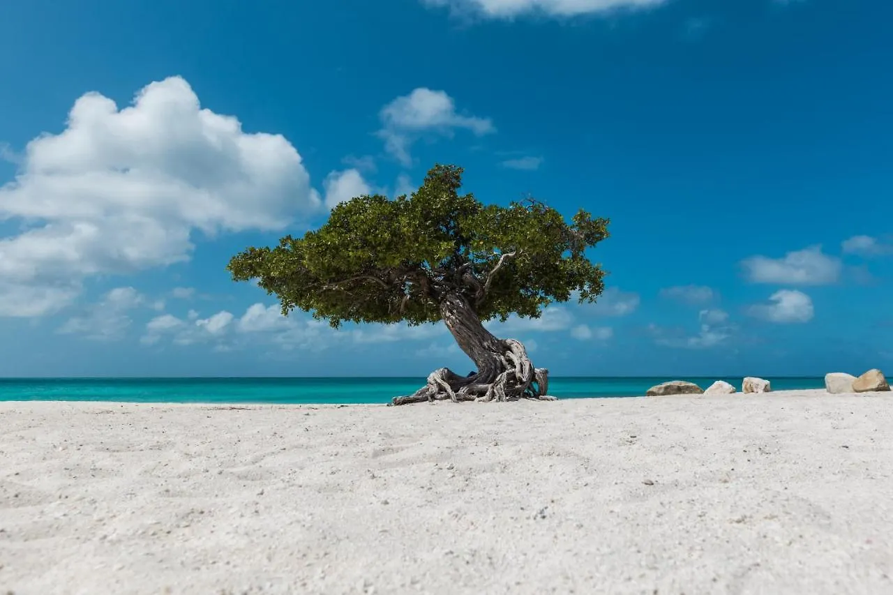 Apartament Aruba Breeze 4 Palm Beach