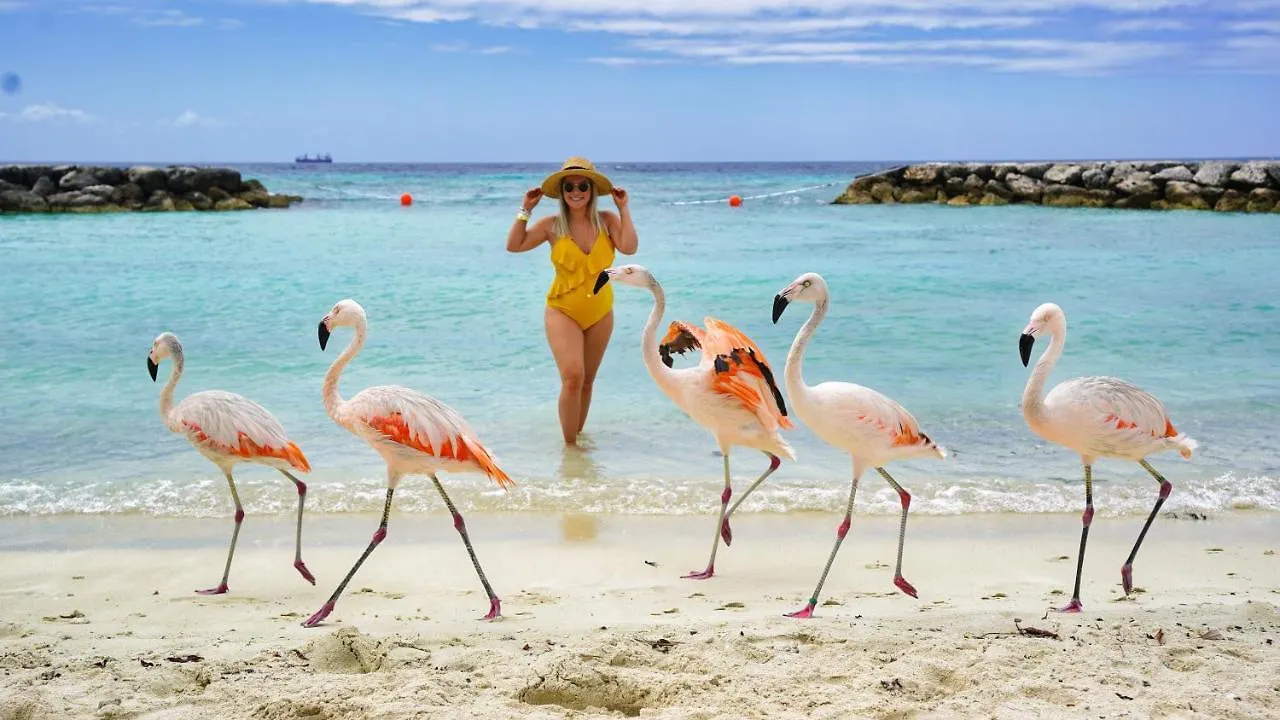 Aruba Breeze 4 Διαμέρισμα Παλμ Μπιτς